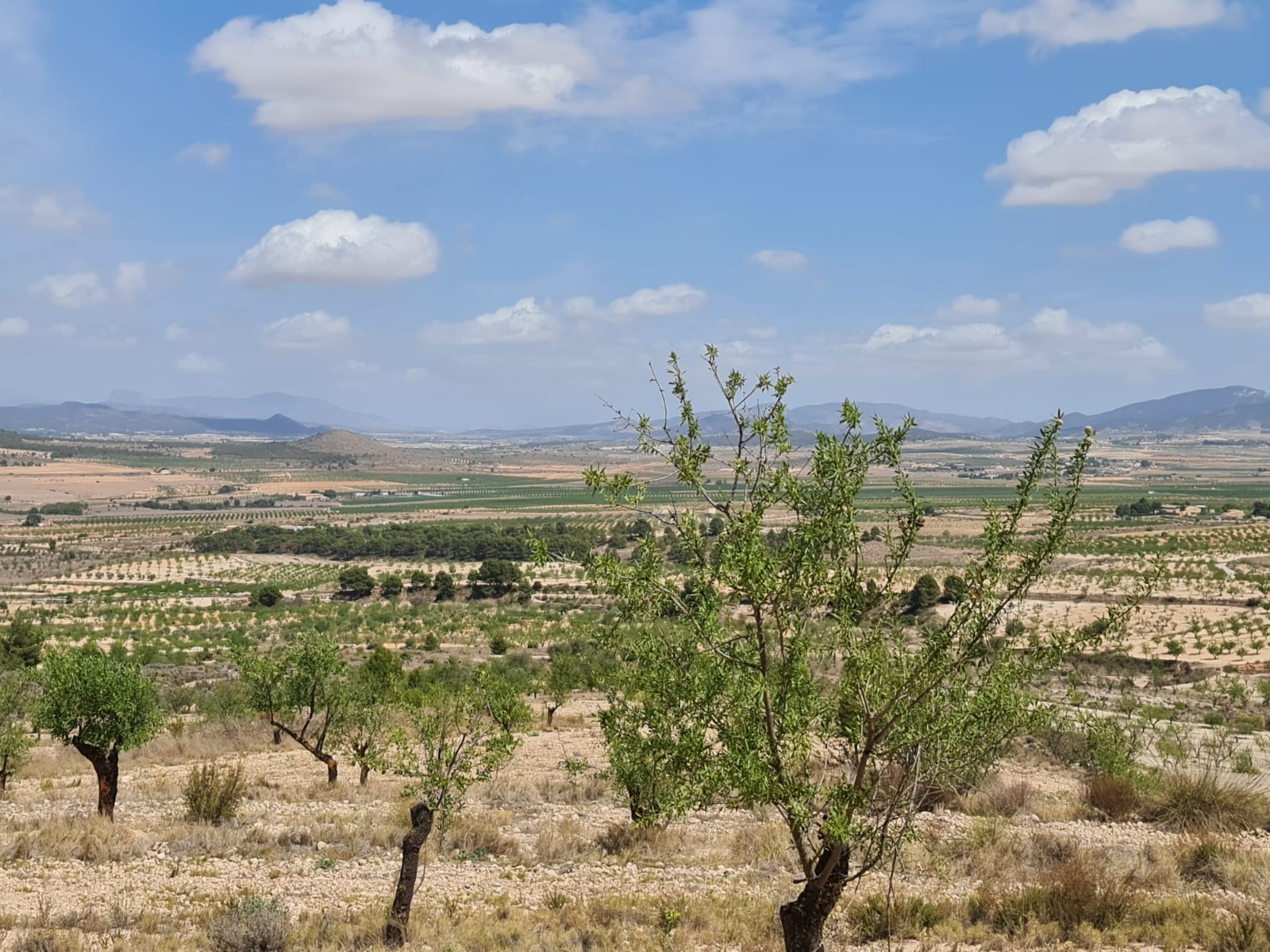 Bedroom in land for sale in Yecla