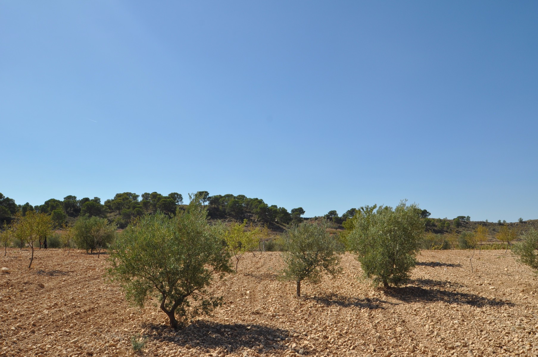 Exterior view in land for sale in Torre Del Rico