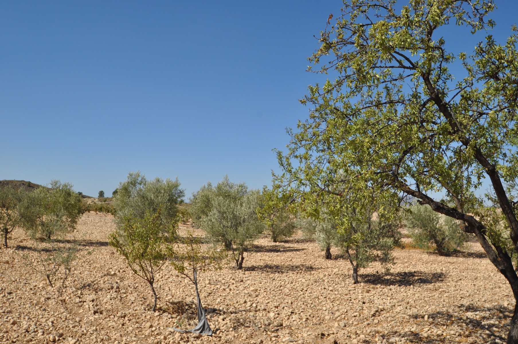 Living room in land for sale in Torre Del Rico