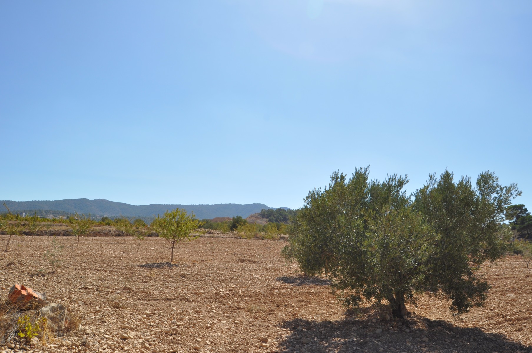 Kitchen in land for sale in Torre Del Rico