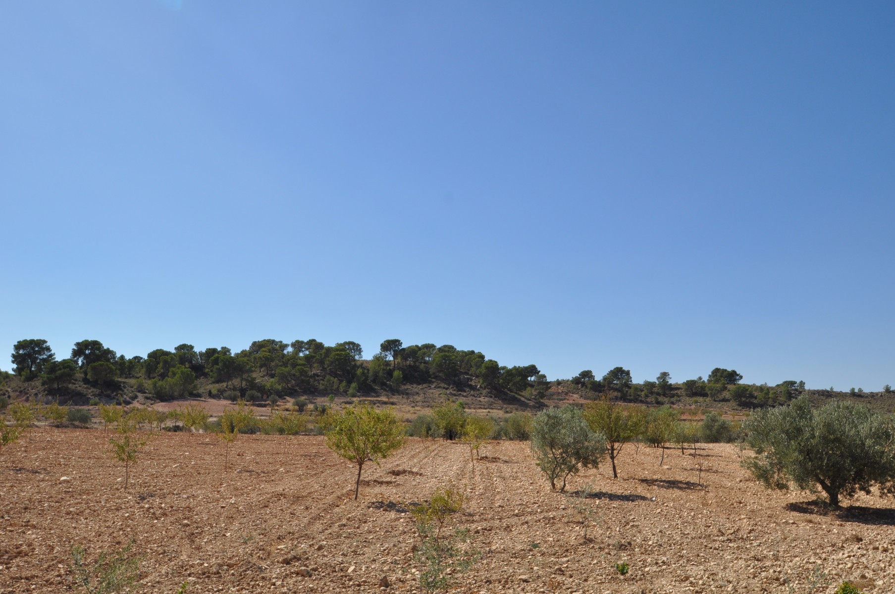Pool area in land for sale in Torre Del Rico