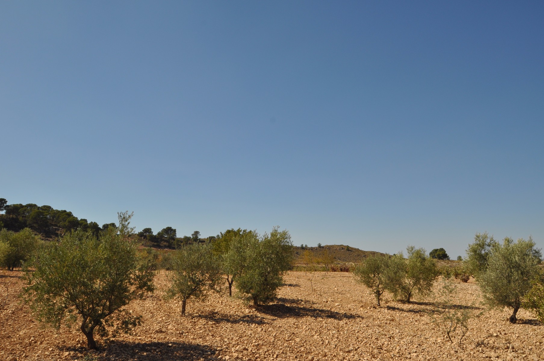 Garden in land for sale in Torre Del Rico