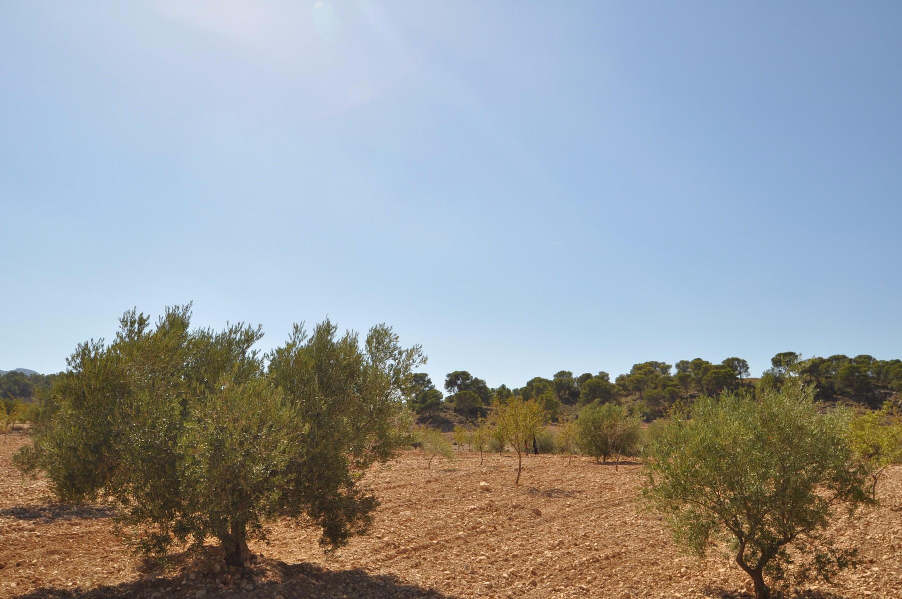 Bedroom in land for sale in Torre Del Rico