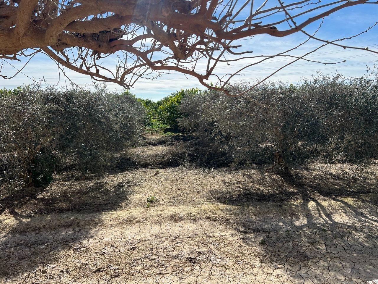 Bathroom in finca for sale in Los Montesinos