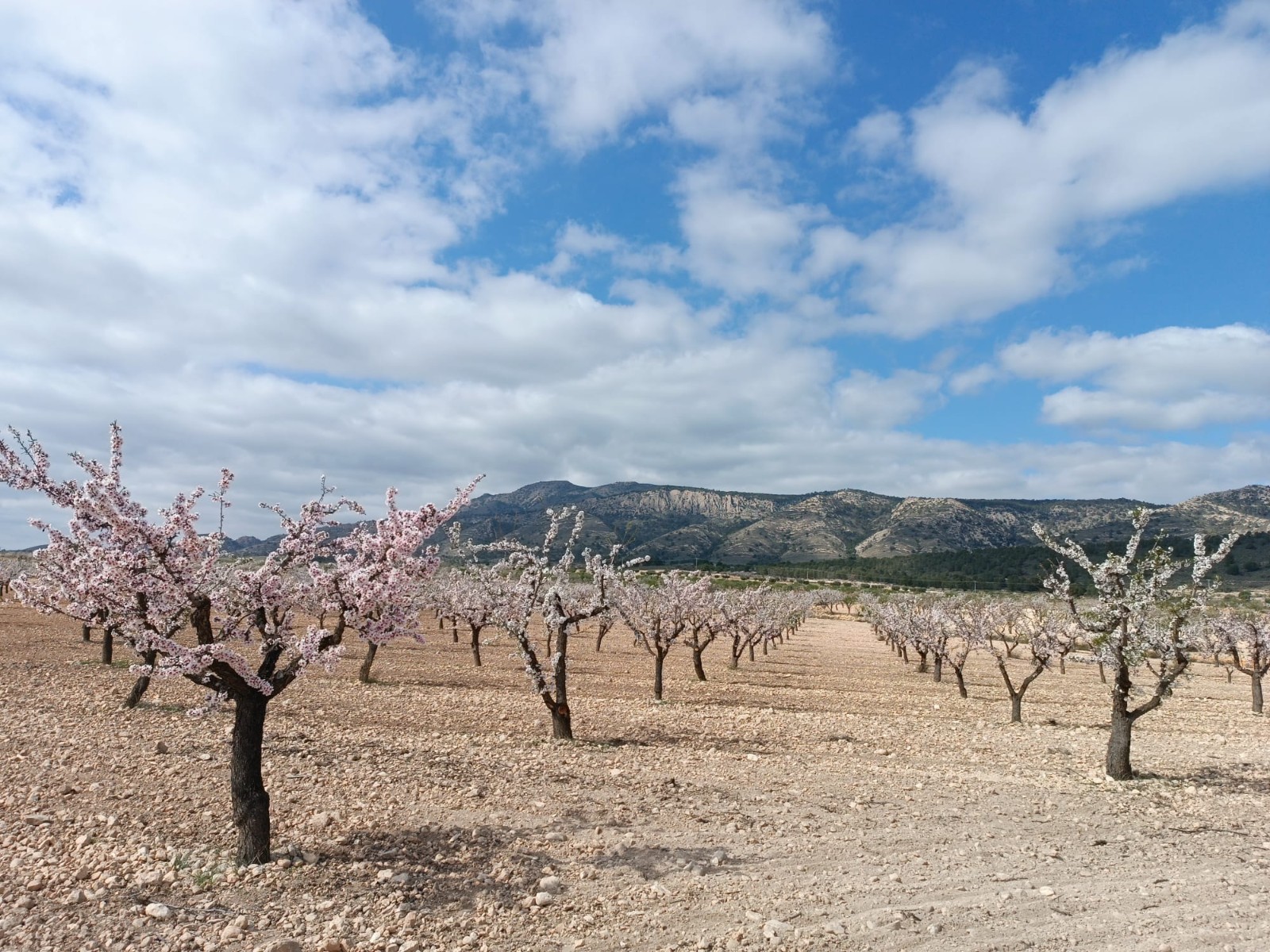 Legal building plot of over 19800 m2 for sale in a picturesque valley