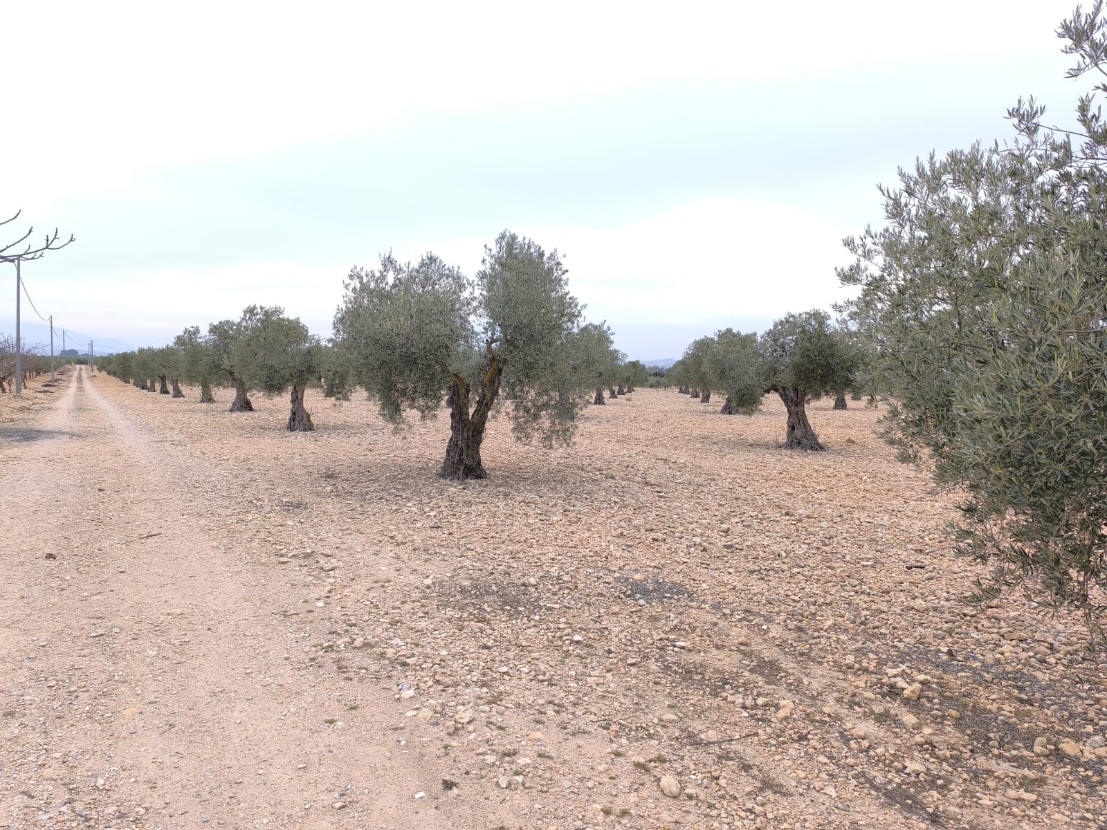 Terrace in land for sale in Yecla