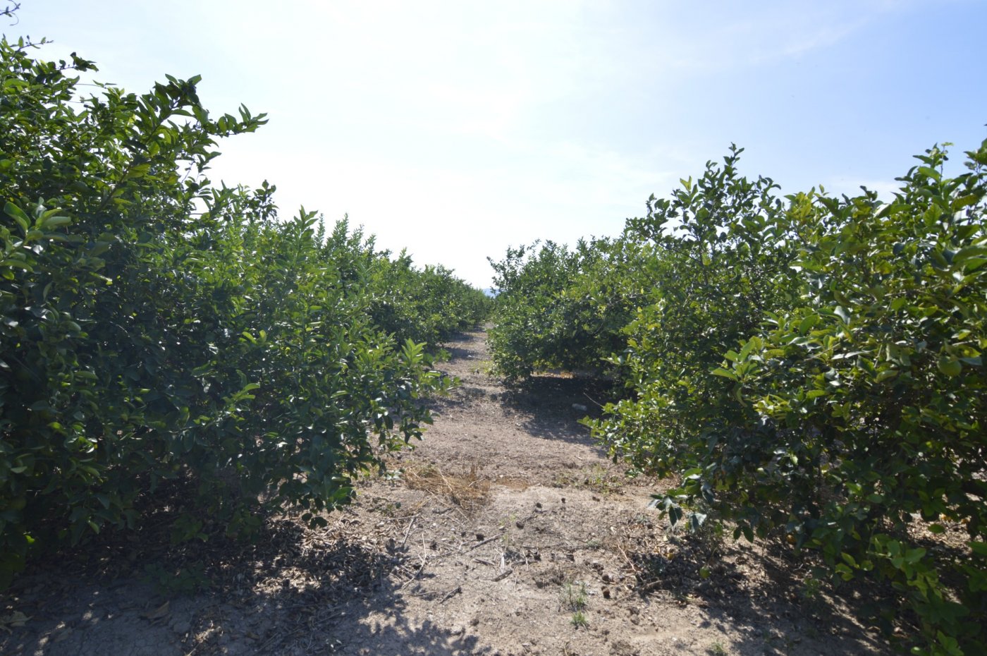 Garden in land for sale in Santomera