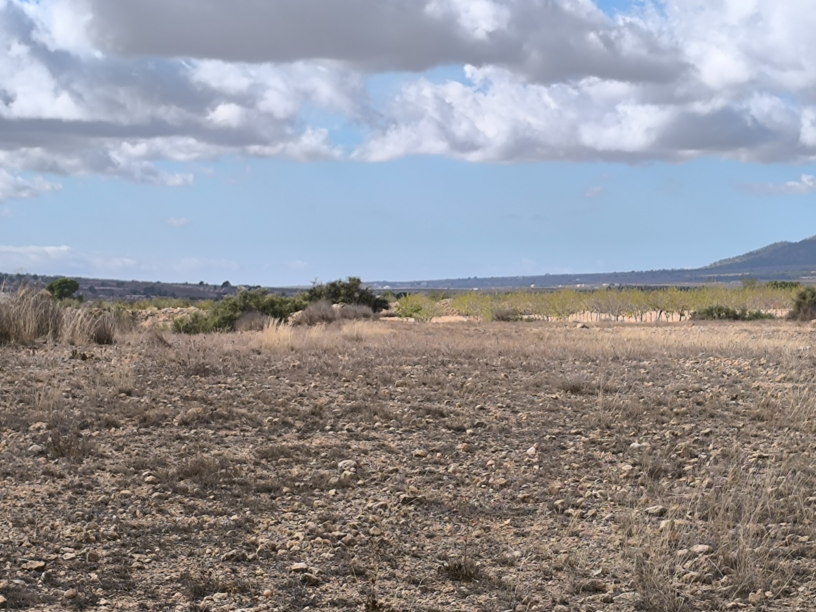 Terrace in land for sale in Pinoso