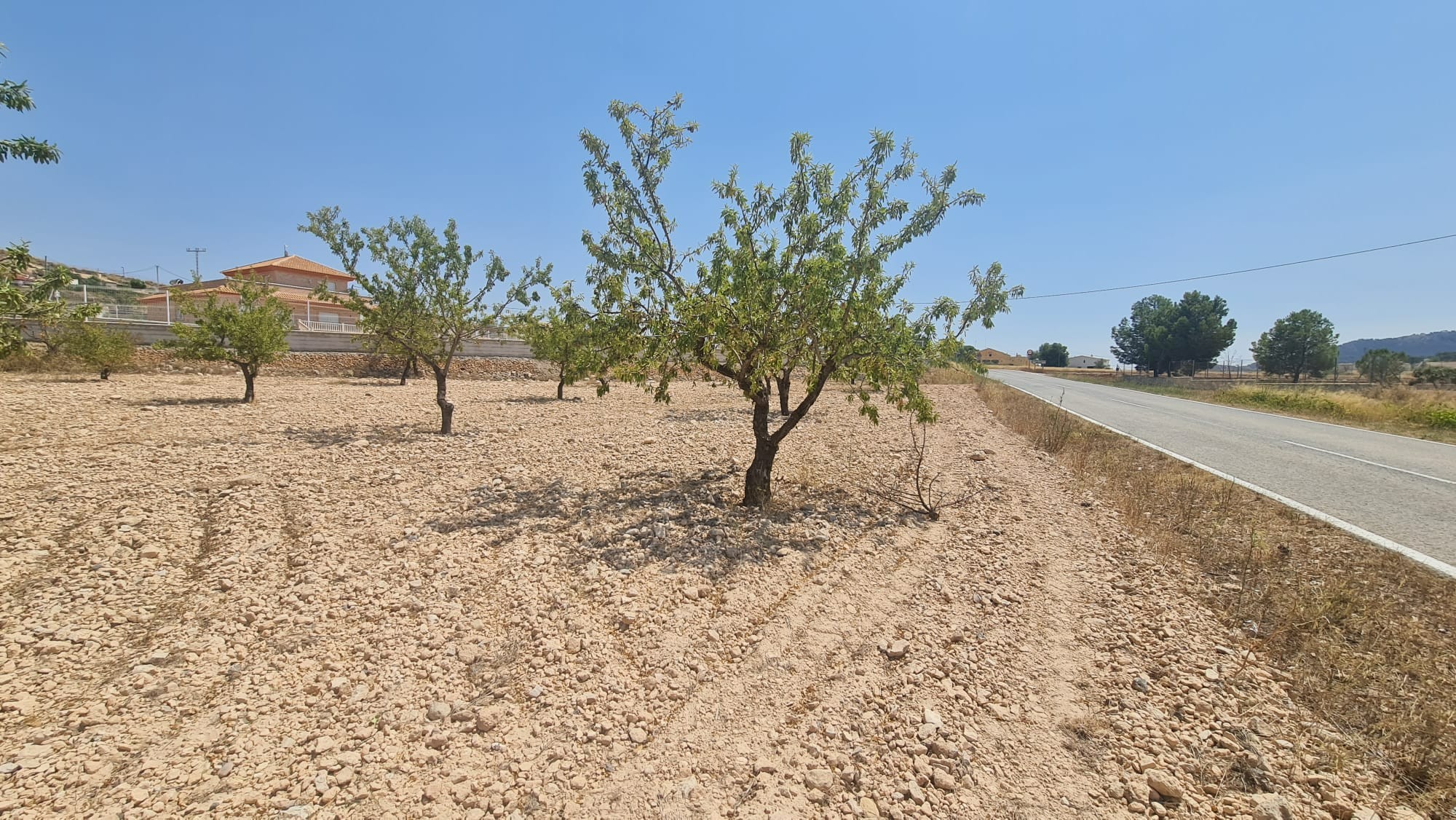 A rare opportunity to purchase a 7,340 m² rustic buildable plot in Jumilla