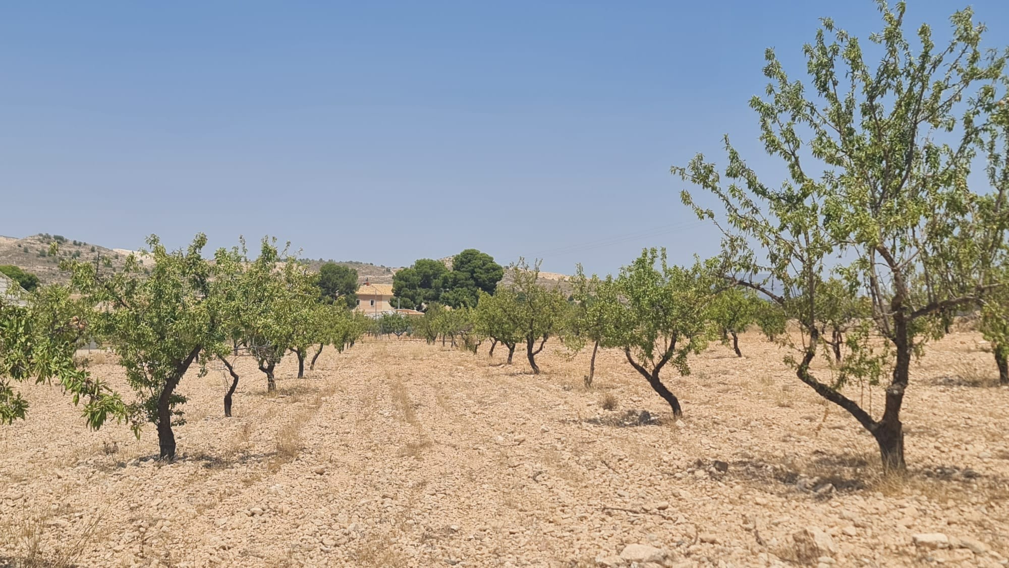 A rare opportunity to purchase a 7,340 m² rustic buildable plot in Jumilla