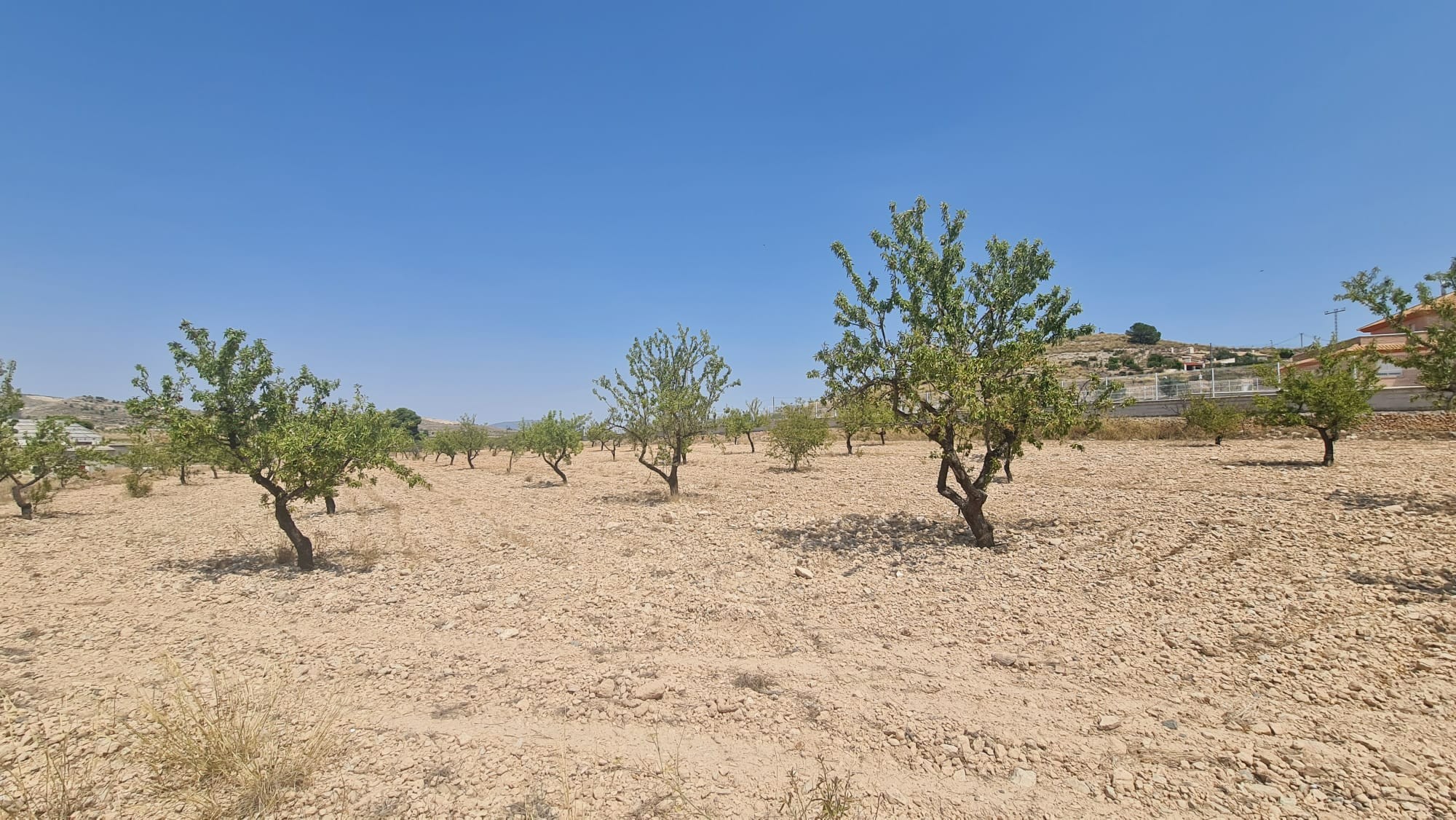 Terrace in land for sale in Jumilla