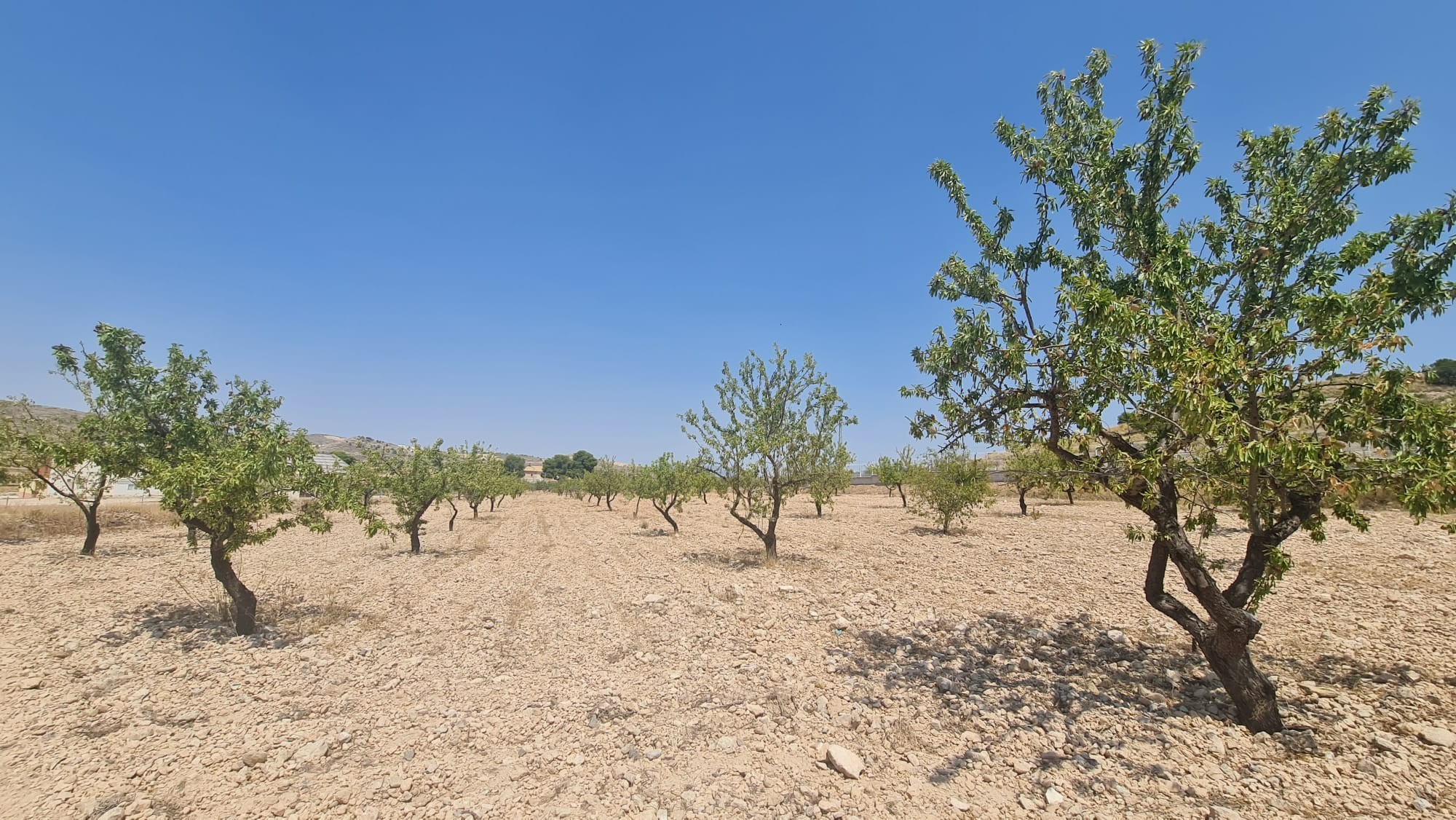 Garden in land for sale in Jumilla