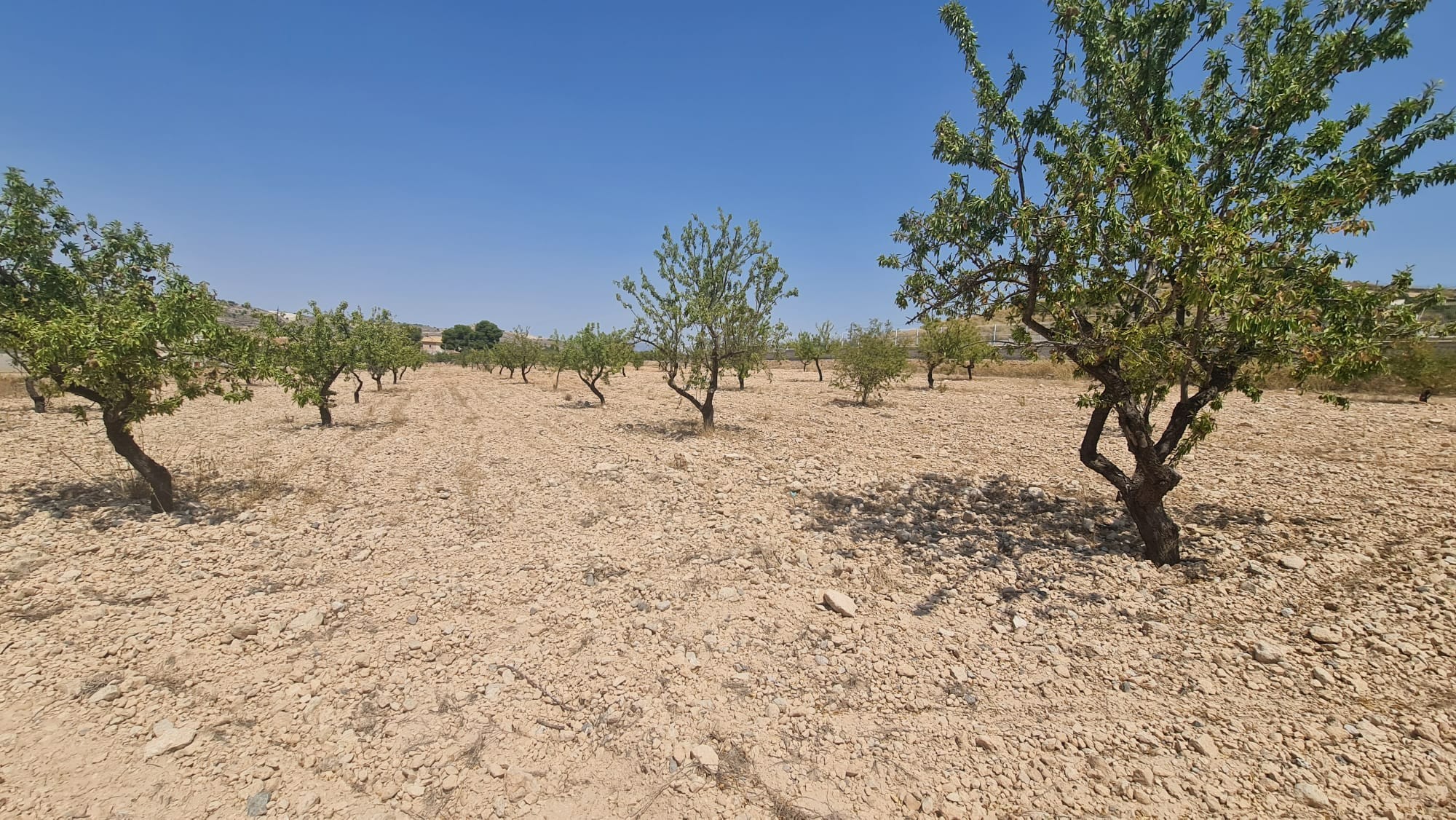 Dining area in land for sale in Jumilla