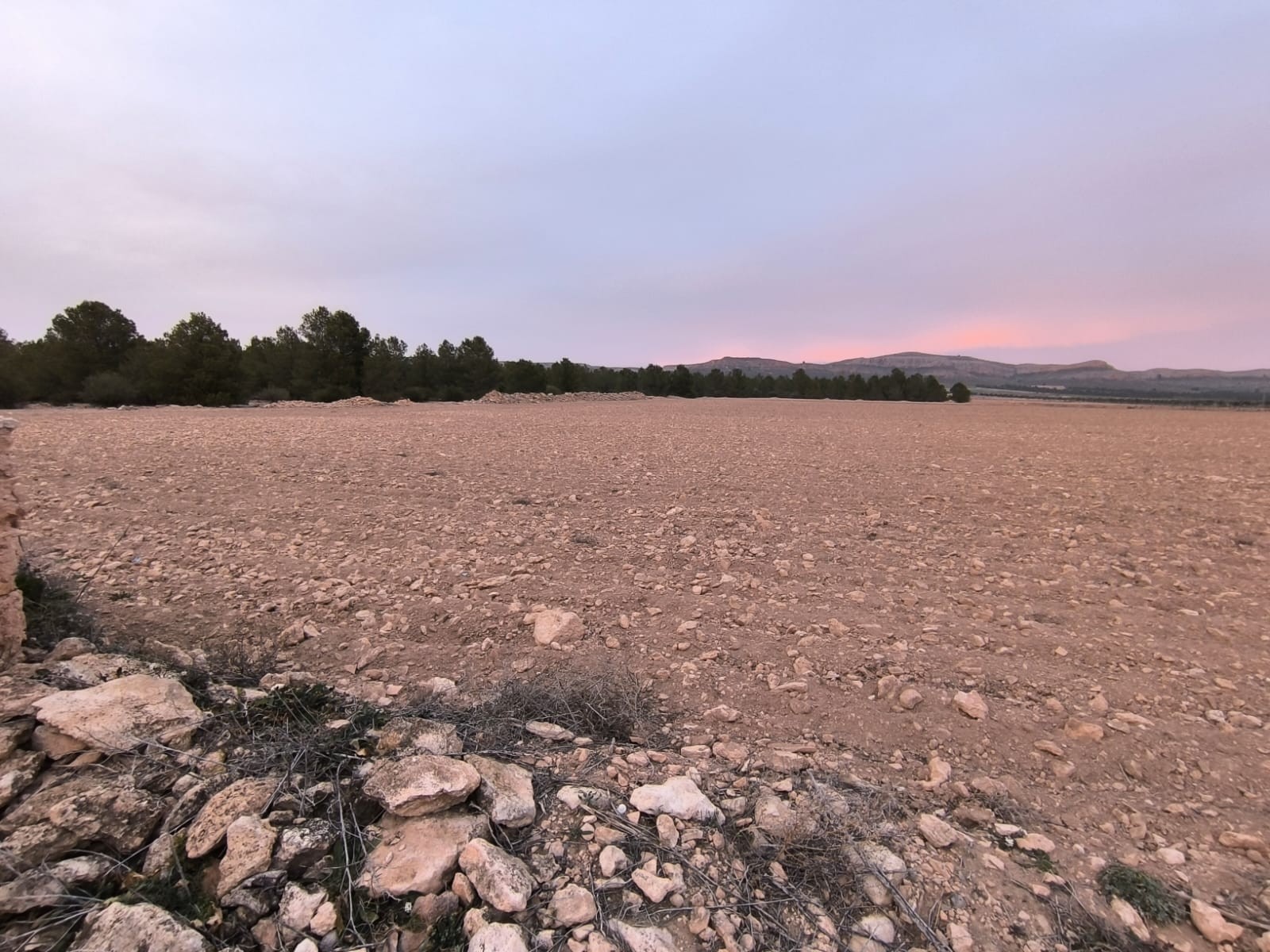Garden in land for sale in Yecla