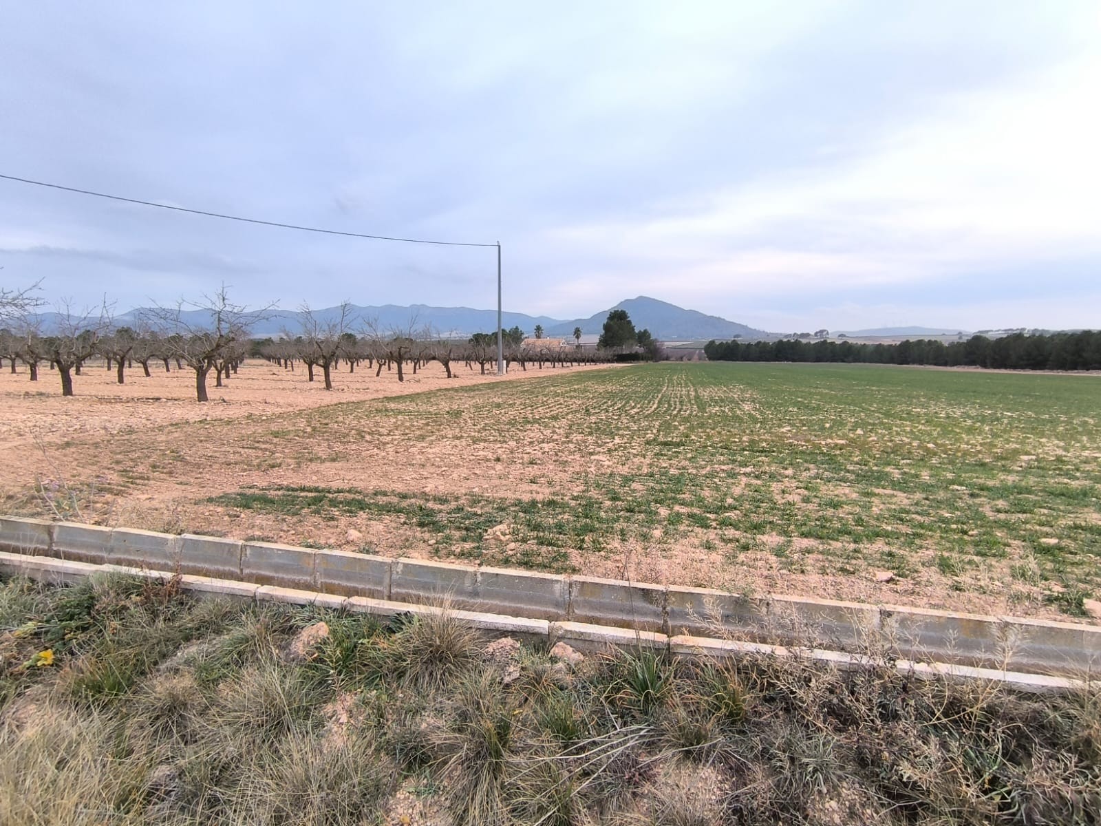 Looking for agricultural investment