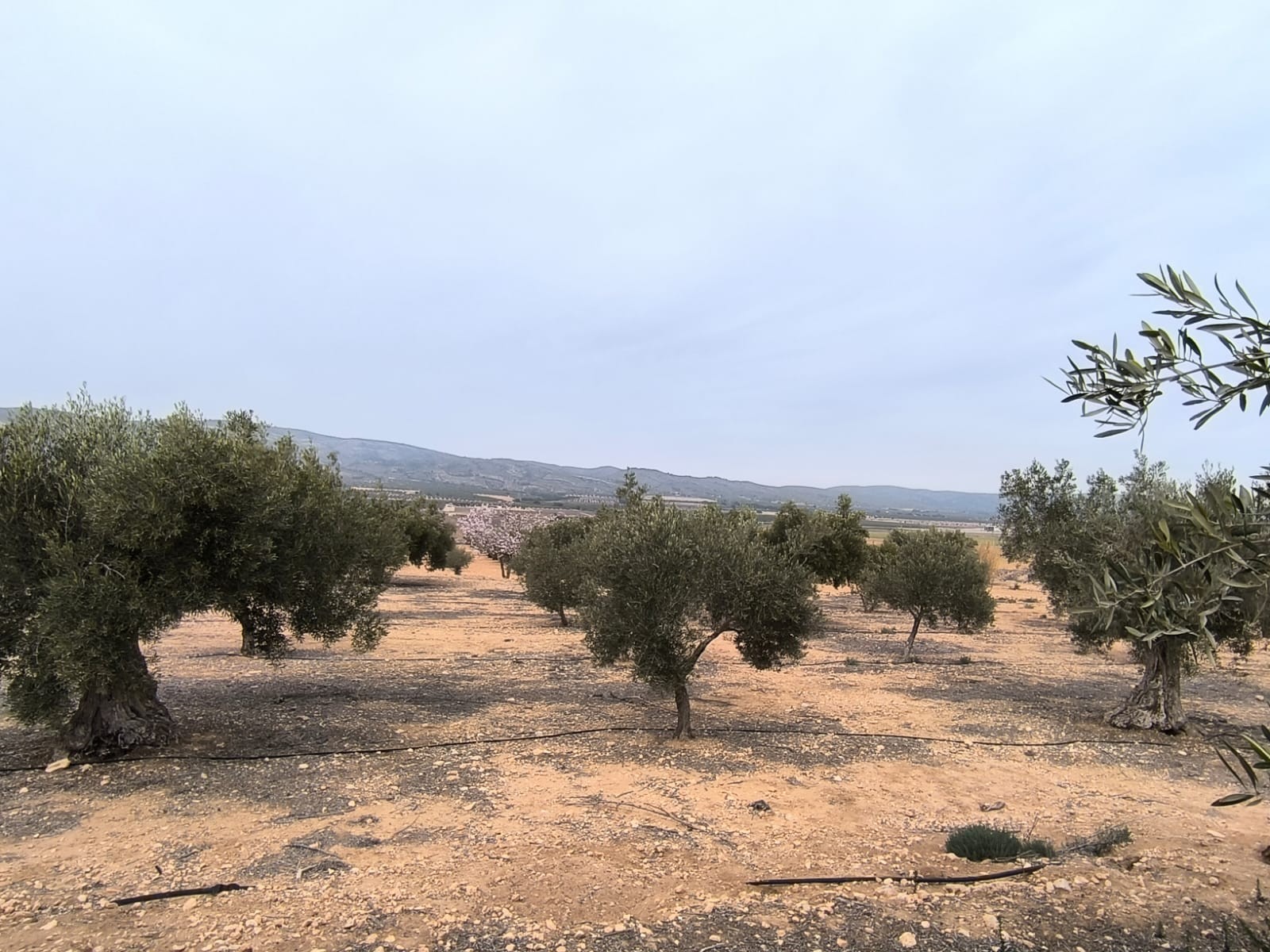 Lote Agrícola Premium em Villena com Olivais Centenários