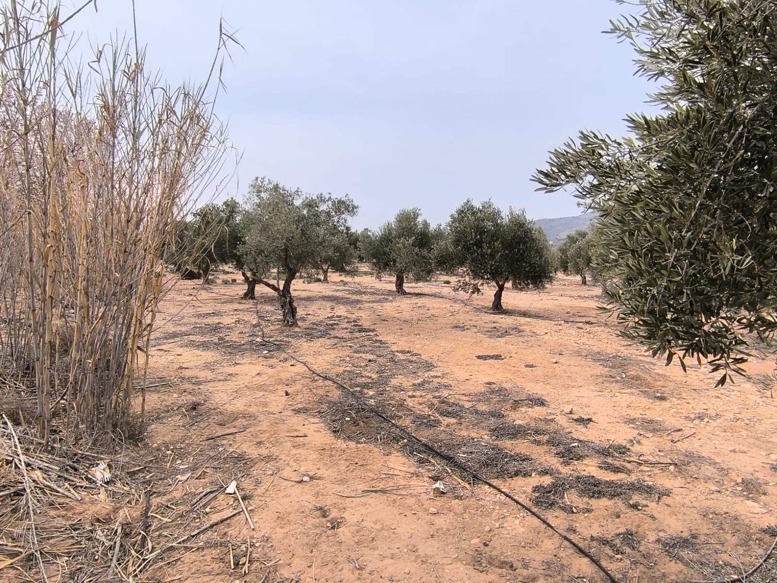Lote Agrícola Premium em Villena com Olivais Centenários