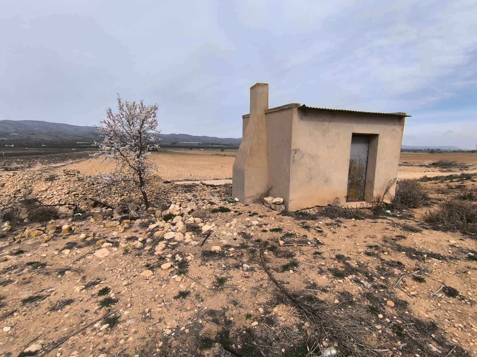 Lote Agrícola Premium em Villena com Olivais Centenários