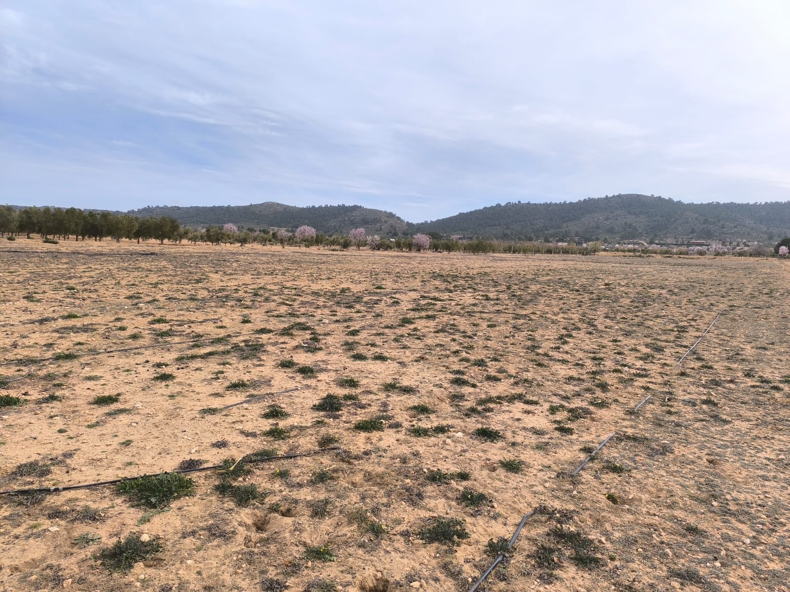 Lote Agrícola Premium em Villena com Olivais Centenários