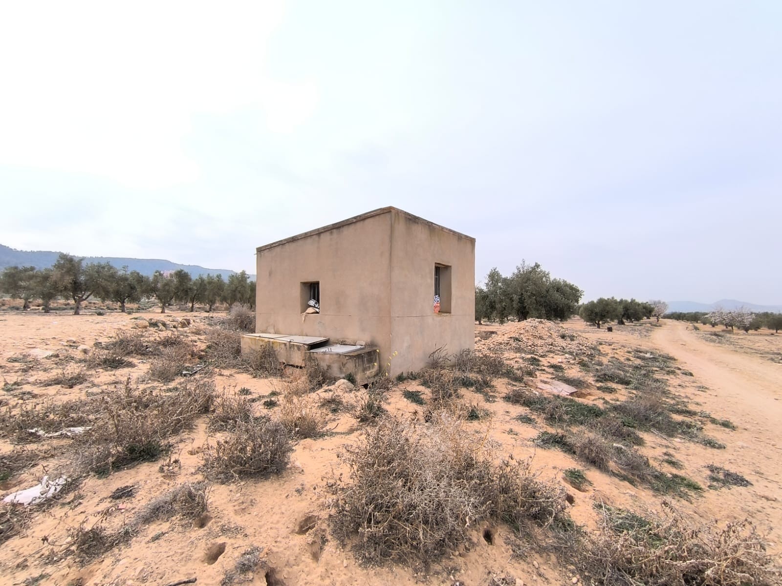 Lote Agrícola Premium em Villena com Olivais Centenários