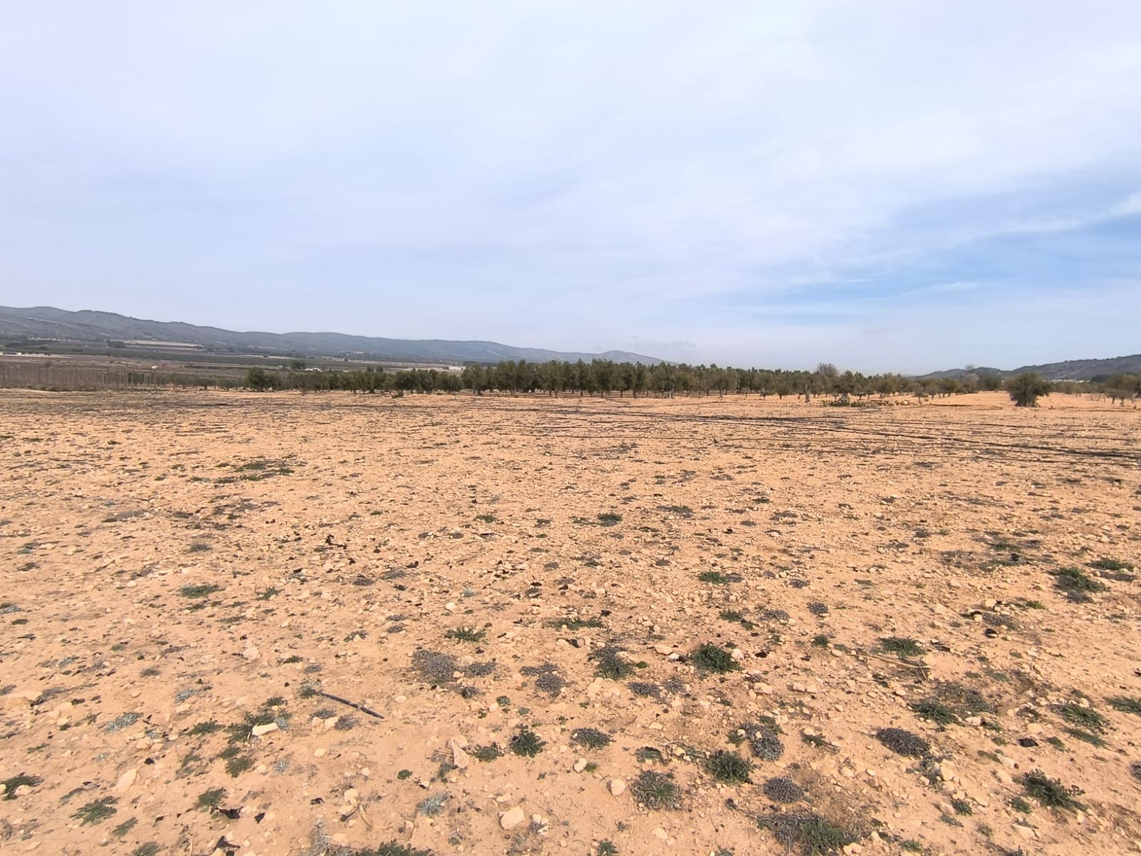 Terrace in land for sale in Villena