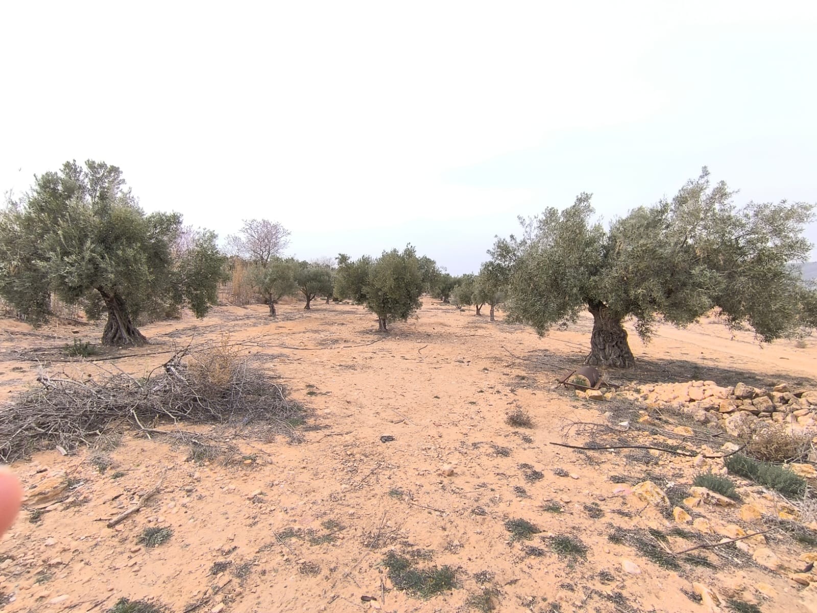 Garden in land for sale in Villena