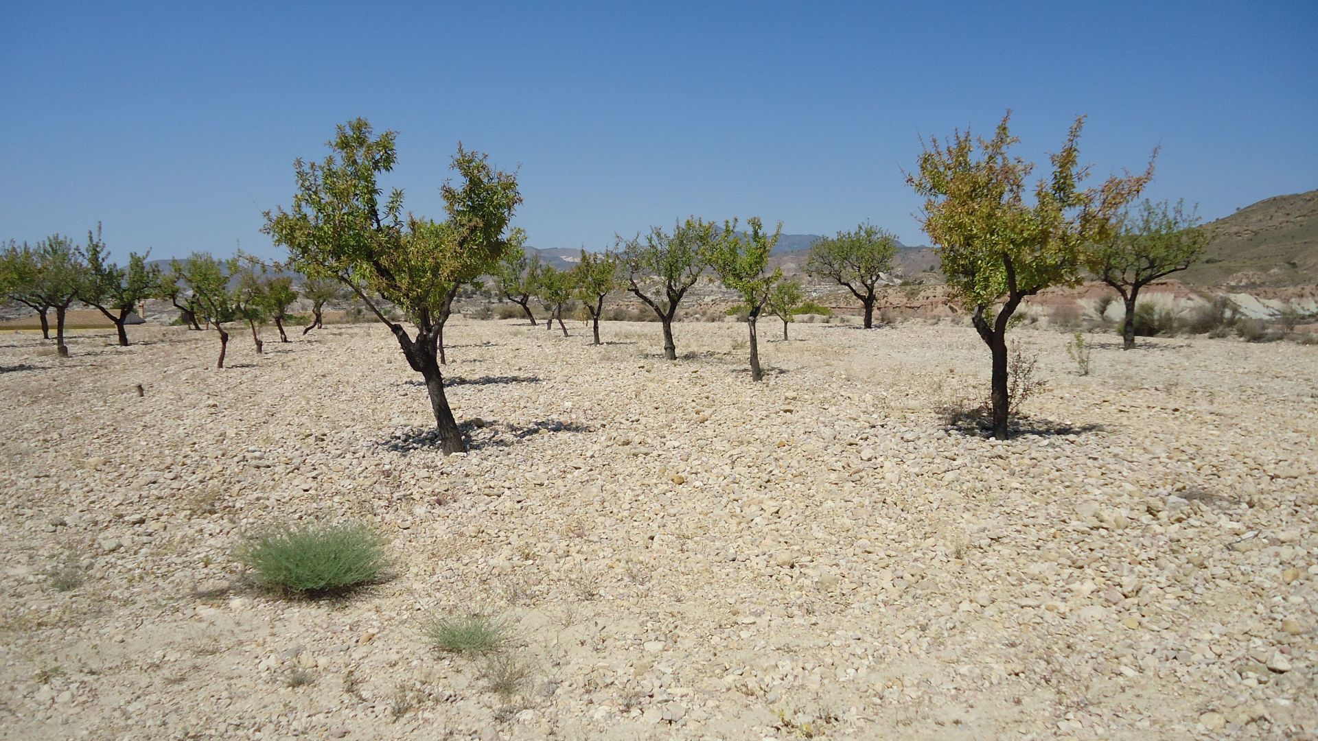 Spacious 8,424 m² buildable plot in El Tollé, Abanilla, with the possibility of water and electricit