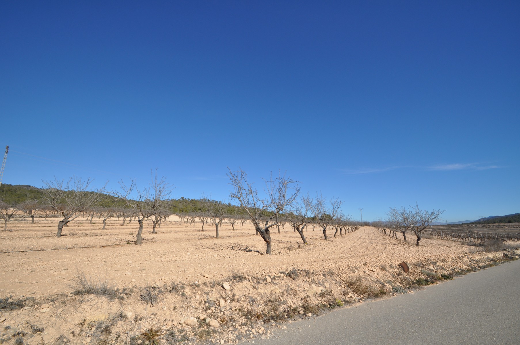 Terrace in land for sale in Monóvar/Monóver