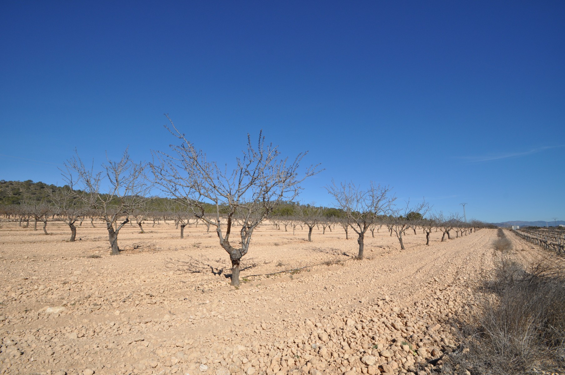 Garden in land for sale in Monóvar/Monóver