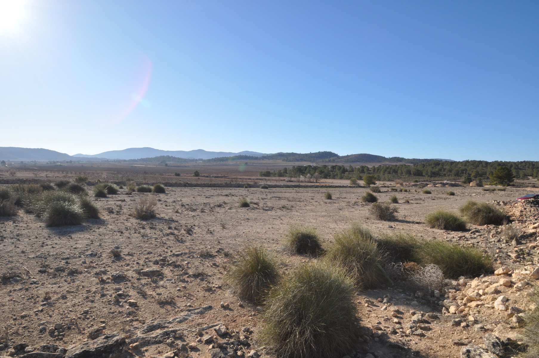 Garden in land for sale in Pinoso