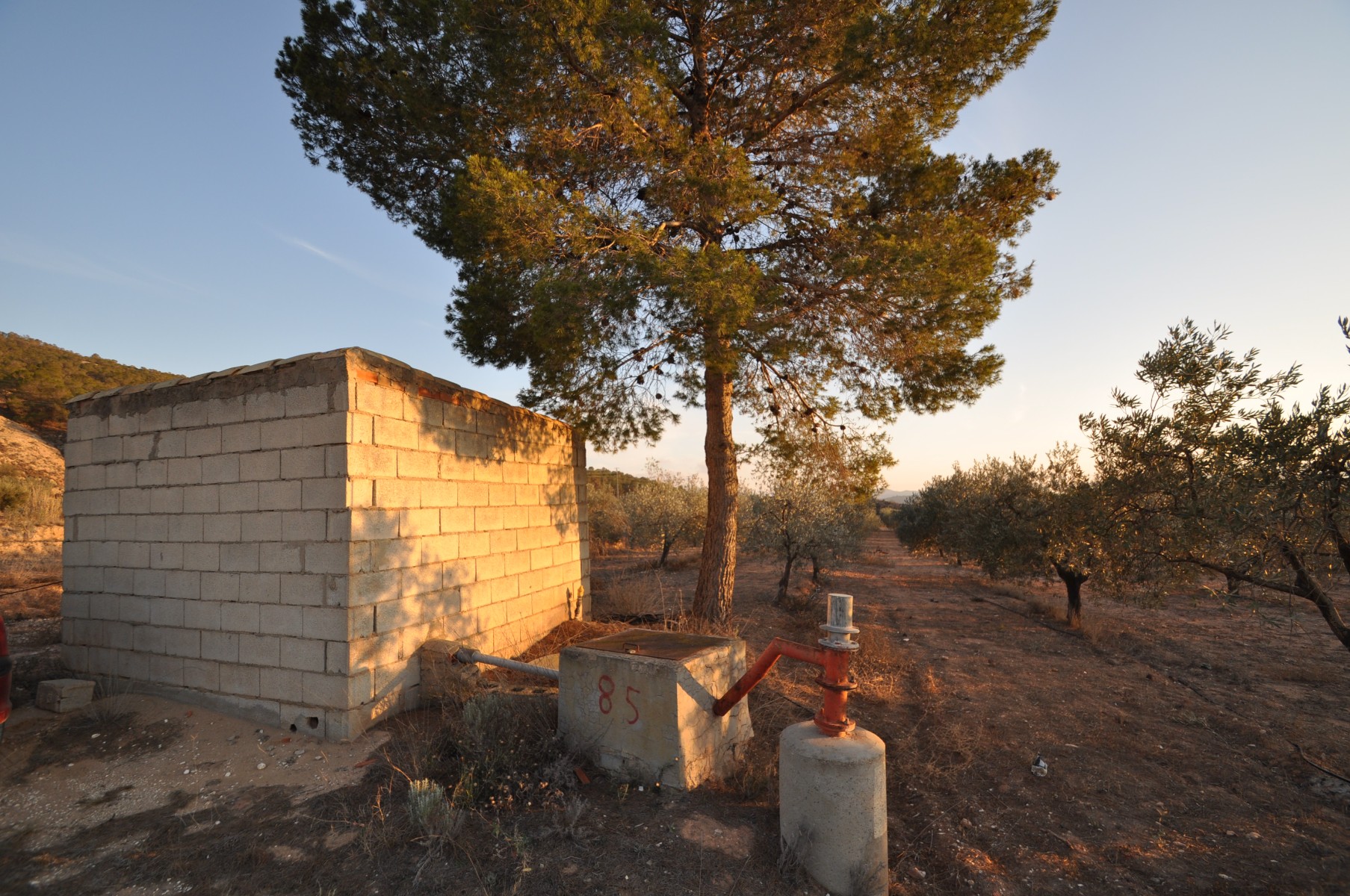Terrace in land for sale in Pinoso