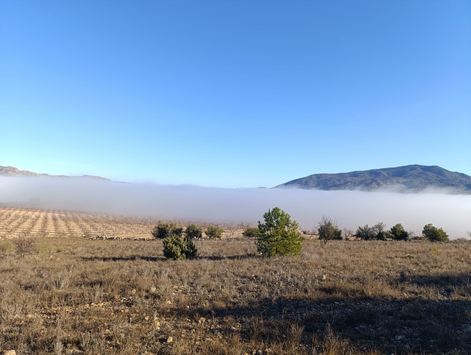 Exterior view in land for sale in Yecla