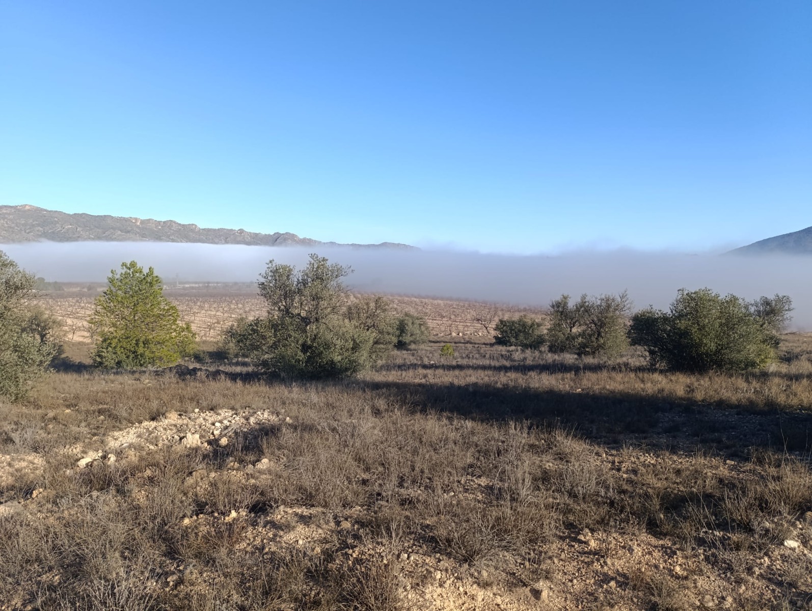 Terrace in land for sale in Yecla