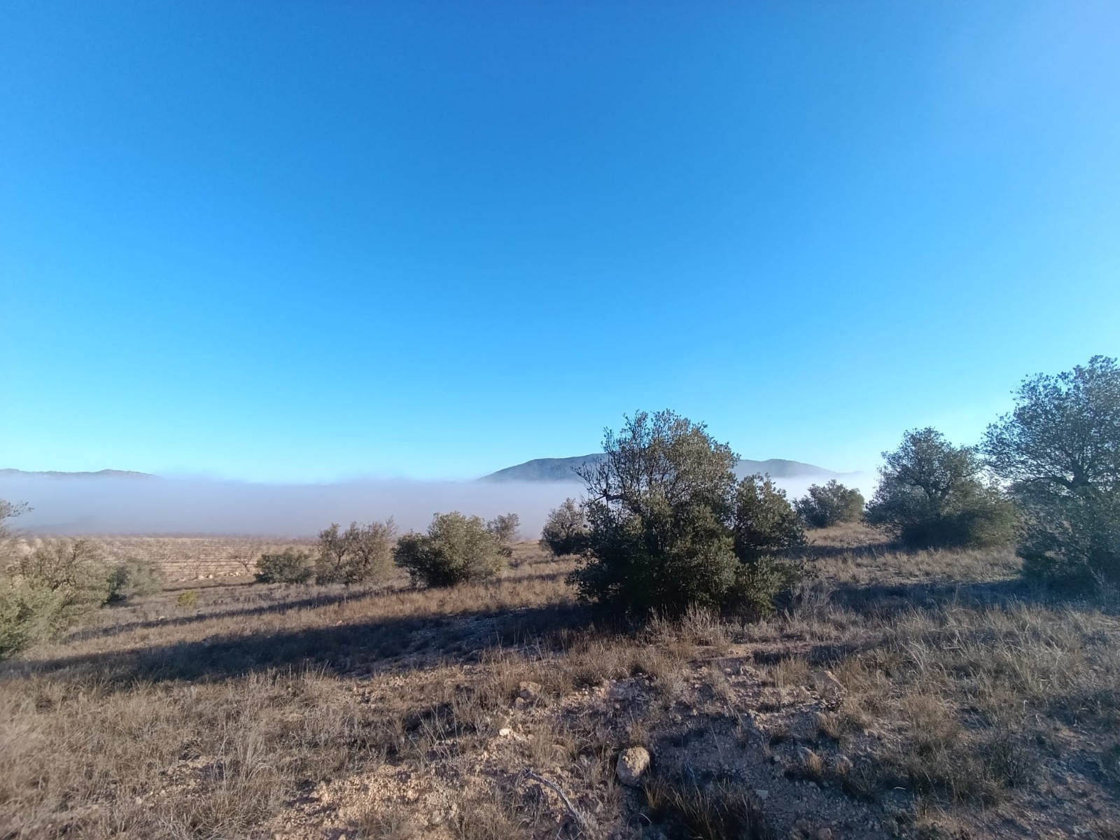 Pool area in land for sale in Yecla