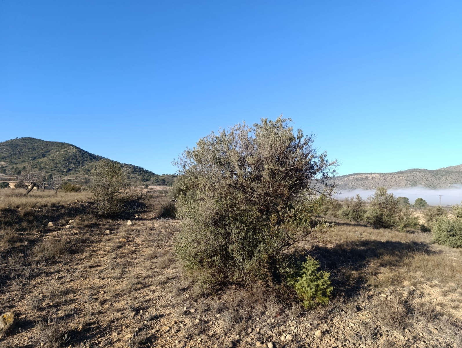 Garden in land for sale in Yecla