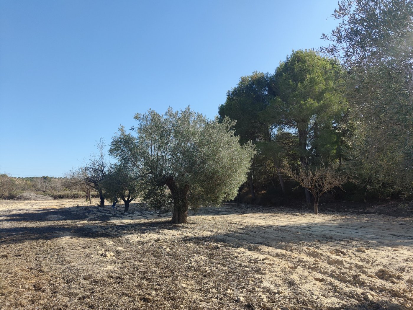 Exclusive Rustic Estate in Torremendo: An Oasis of Opportunities This impressive 298,000 square mete