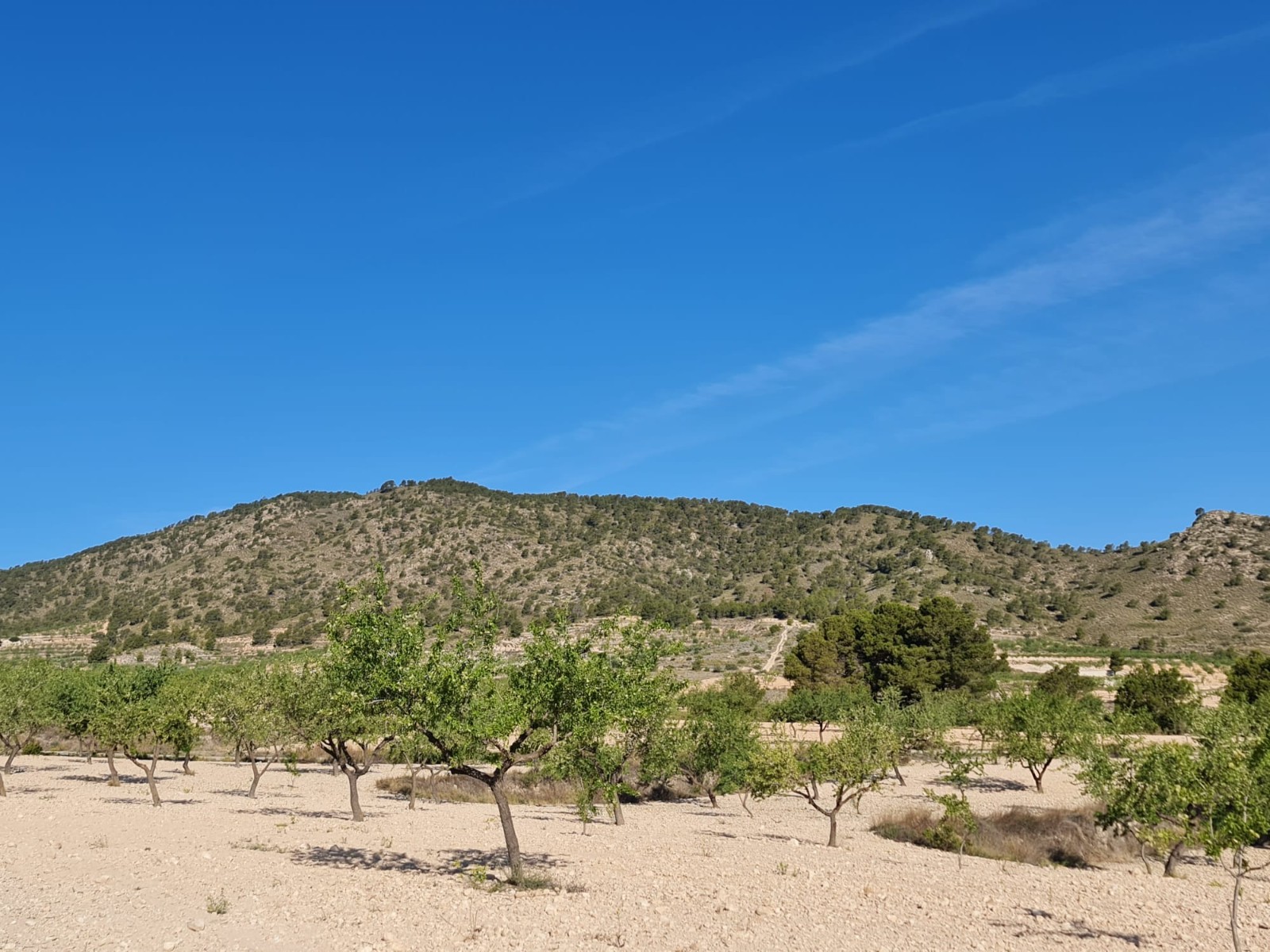 Garden in land for sale in Raspay