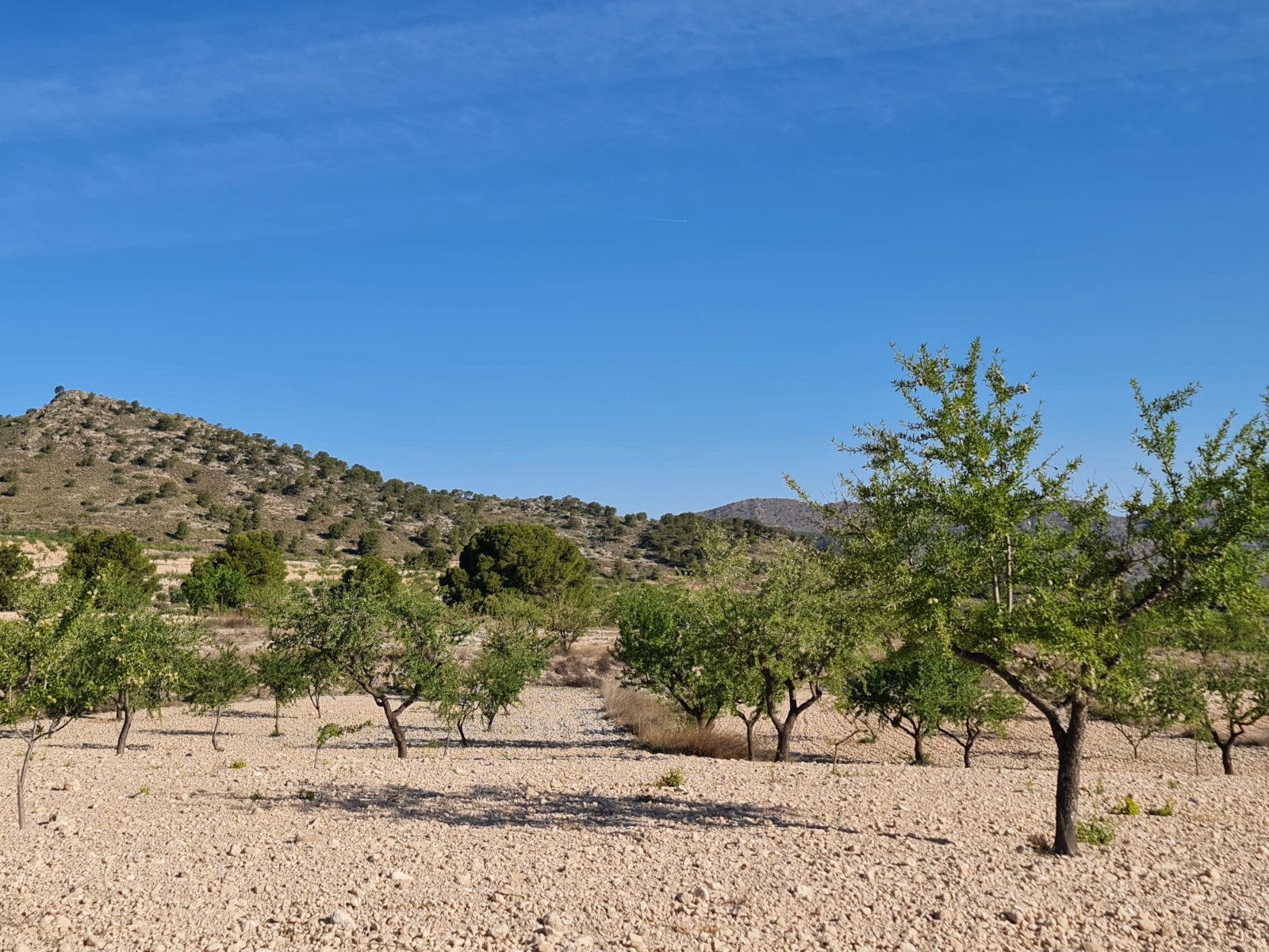 Explore the boundless possibilities of this vast plot of land nestled in the picturesque village of