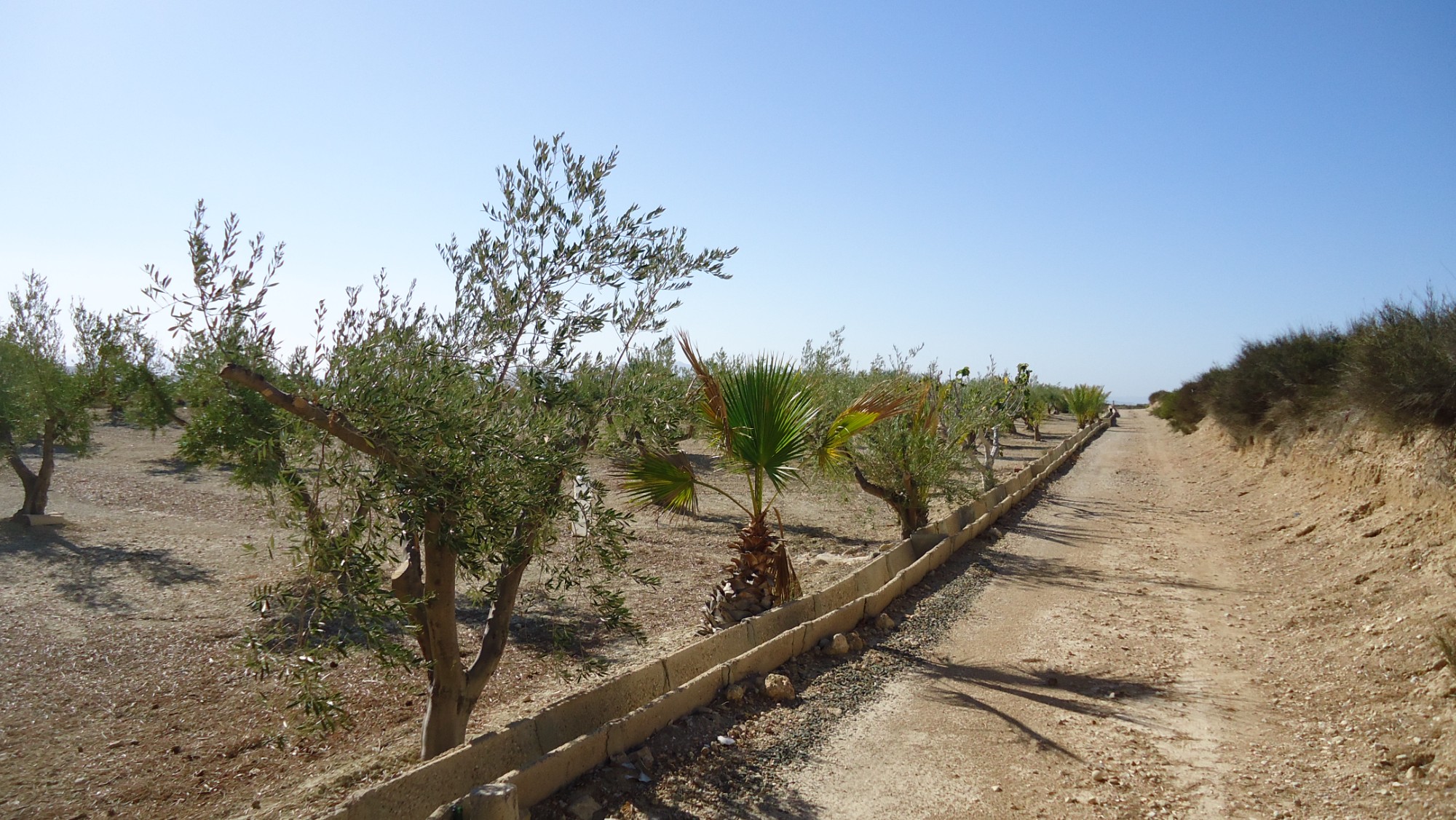 Pool area in land for sale in Abanilla