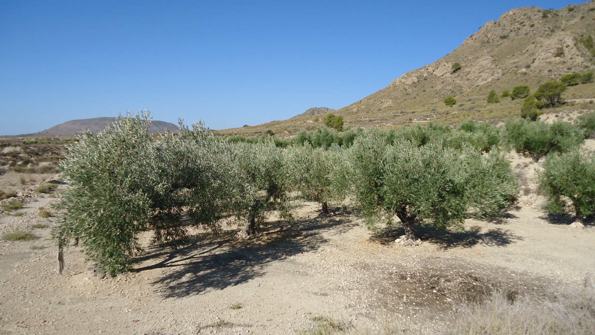 Garden in land for sale in Abanilla