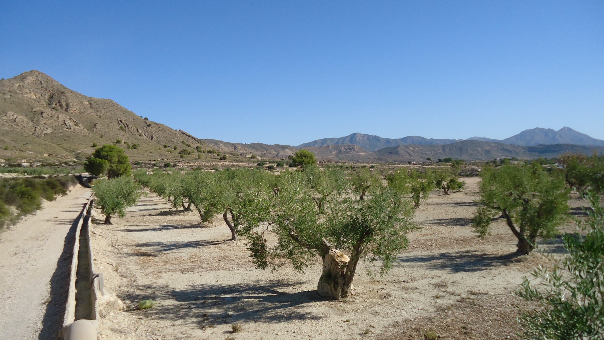 Pool area in land for sale in Abanilla