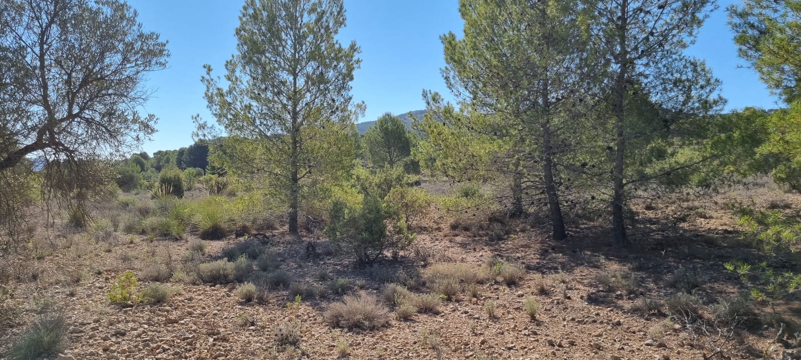 Discover the perfect opportunity to build your dream project on this expansive 15,469 m² plot of lan