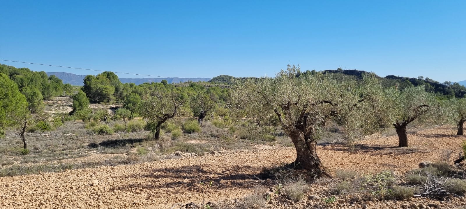 Discover the perfect opportunity to build your dream project on this expansive 15,469 m² plot of lan