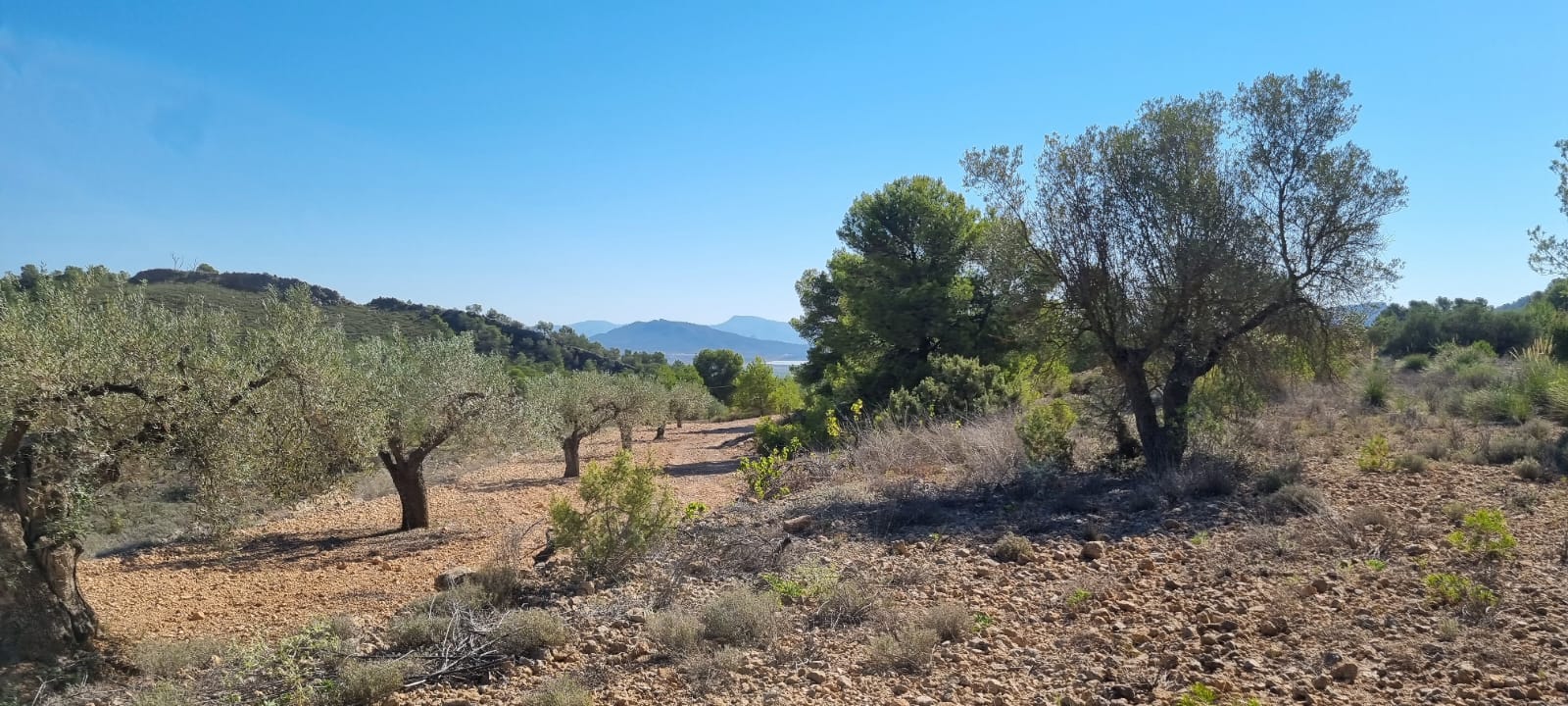 Discover the perfect opportunity to build your dream project on this expansive 15,469 m² plot of lan