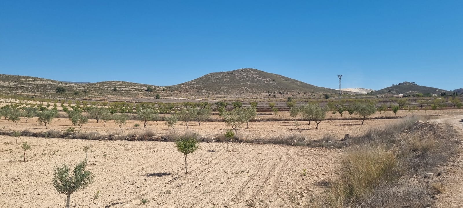 Terrace in land for sale in Jumilla