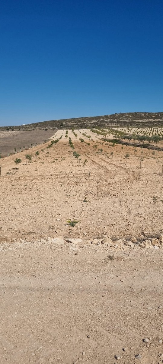 Garden in land for sale in Jumilla
