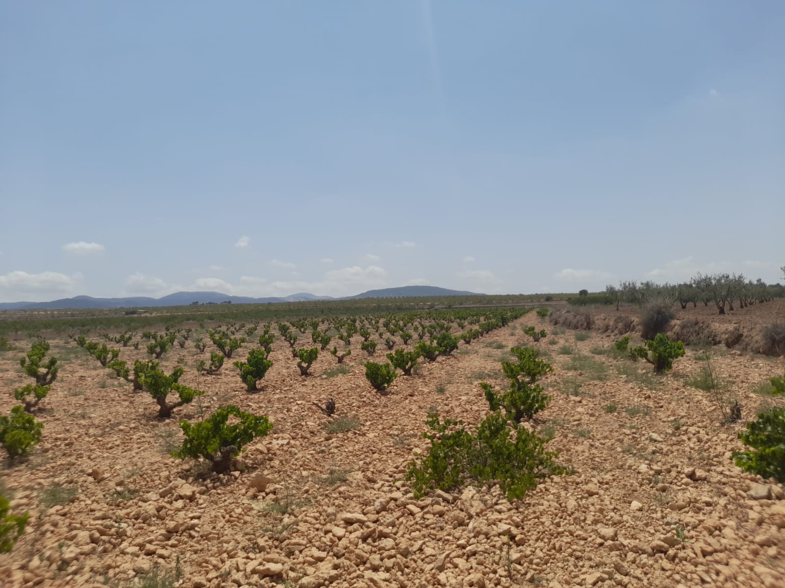 Lovely plot located approximately 5 minutes from the town of Pinoso offering beautiful views over th