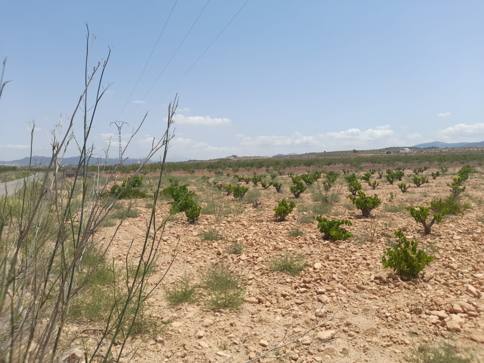 Lovely plot located approximately 5 minutes from the town of Pinoso offering beautiful views over th