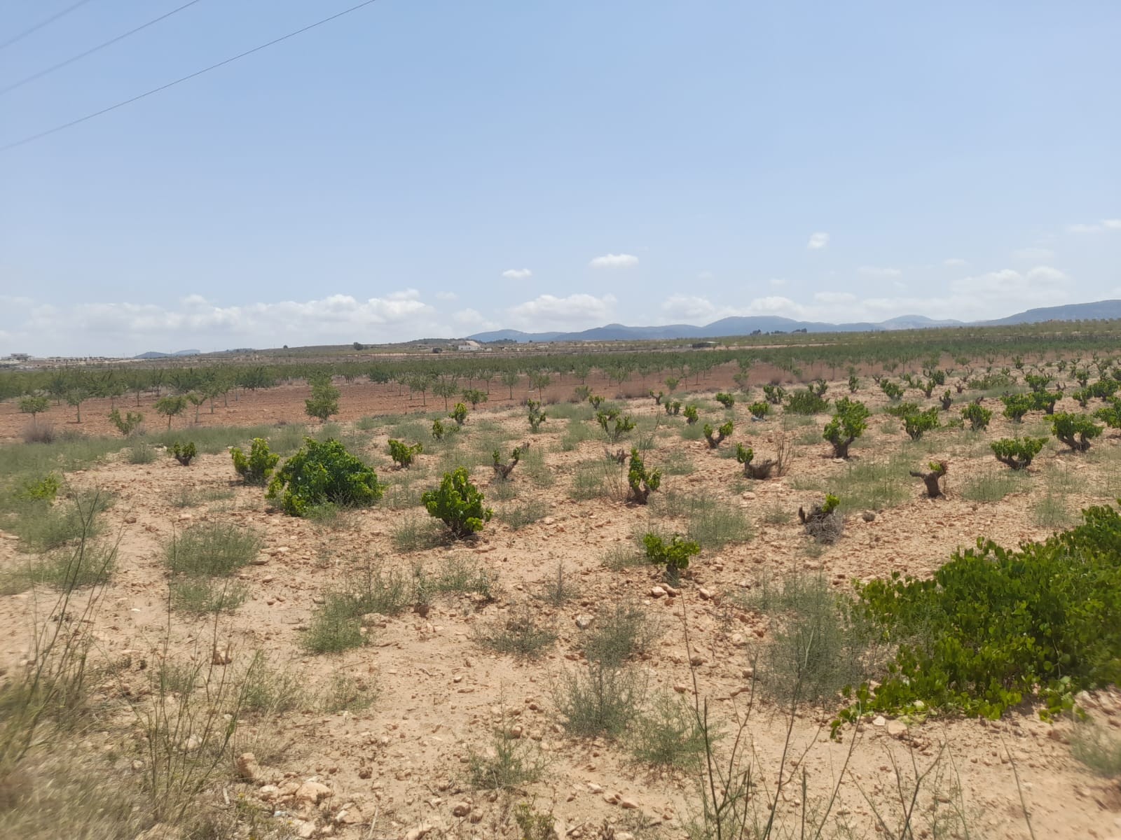 Lovely plot located approximately 5 minutes from the town of Pinoso offering beautiful views over th
