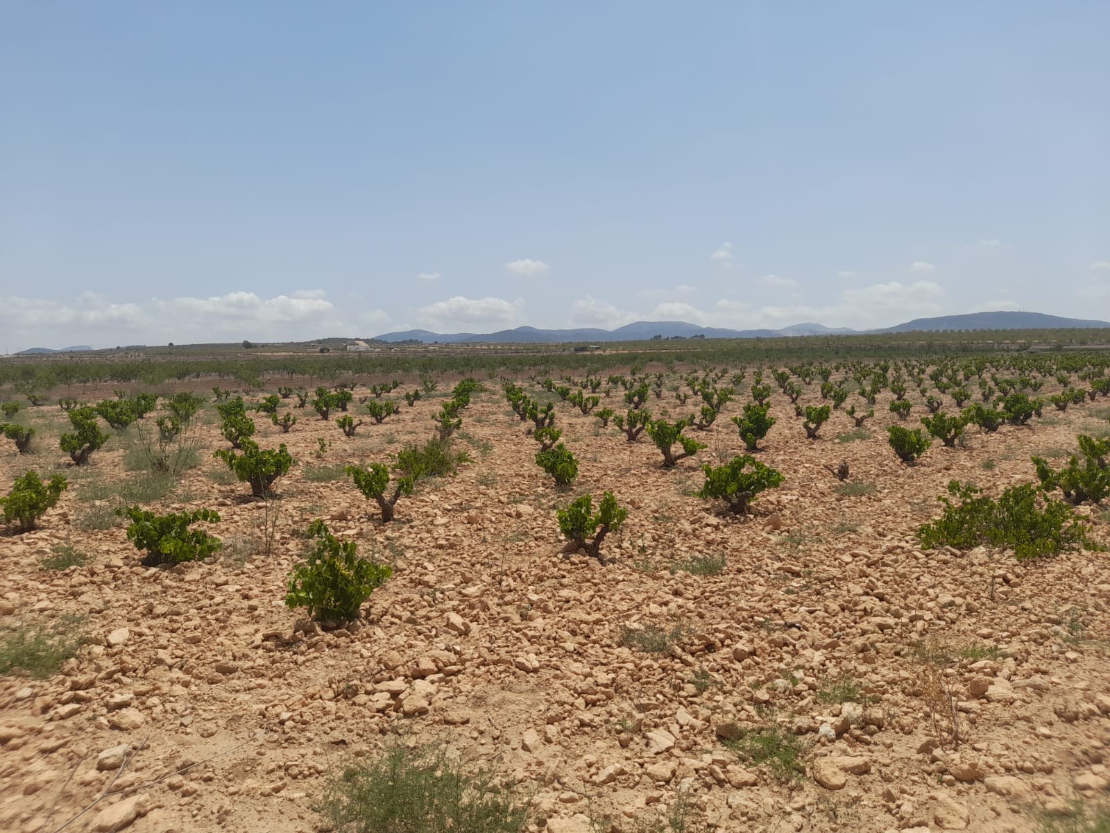 Terrace in land for sale in Pinoso